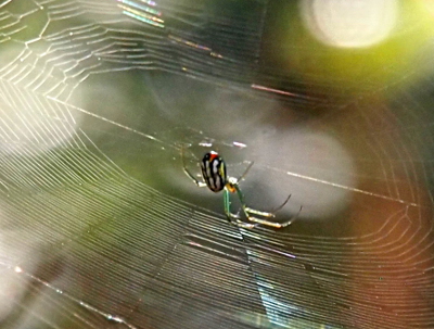 [The spider hangs from the underside of its nearly horizontal web. Its legs are a translucent green. Its body is mostly black and white stripes with a bit of red at the top end.]